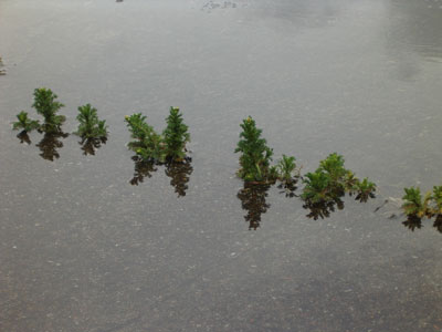 puddle in hotwells