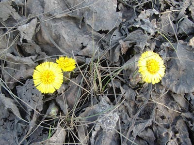 dandelions