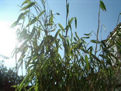 bamboo