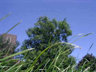 lunch in the park - macro focus on grass with out of focus trees and sandstone church tower in the background